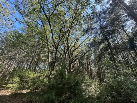 6.6 Acres Wooded Land, Montalba
