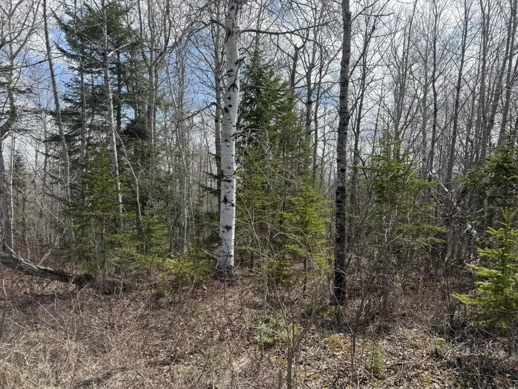 Picture 21