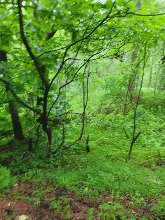 Picture 15