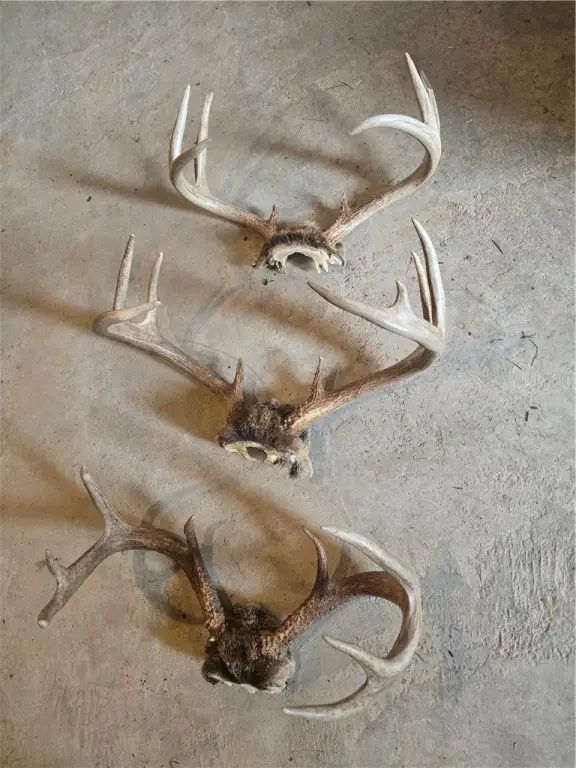 Picture 3