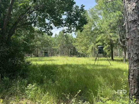 Wooded Land with Reedy Branch