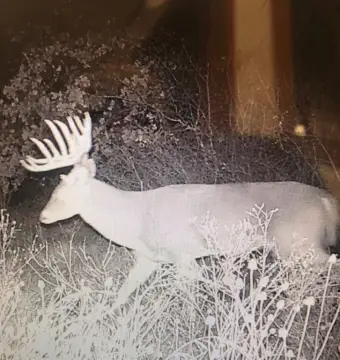 Cross Plains Unimproved Land For Sale