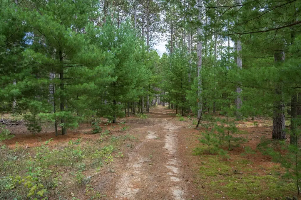 Picture 13