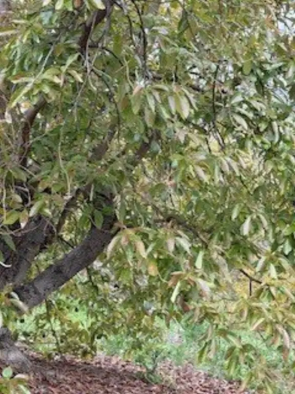 Picture 15