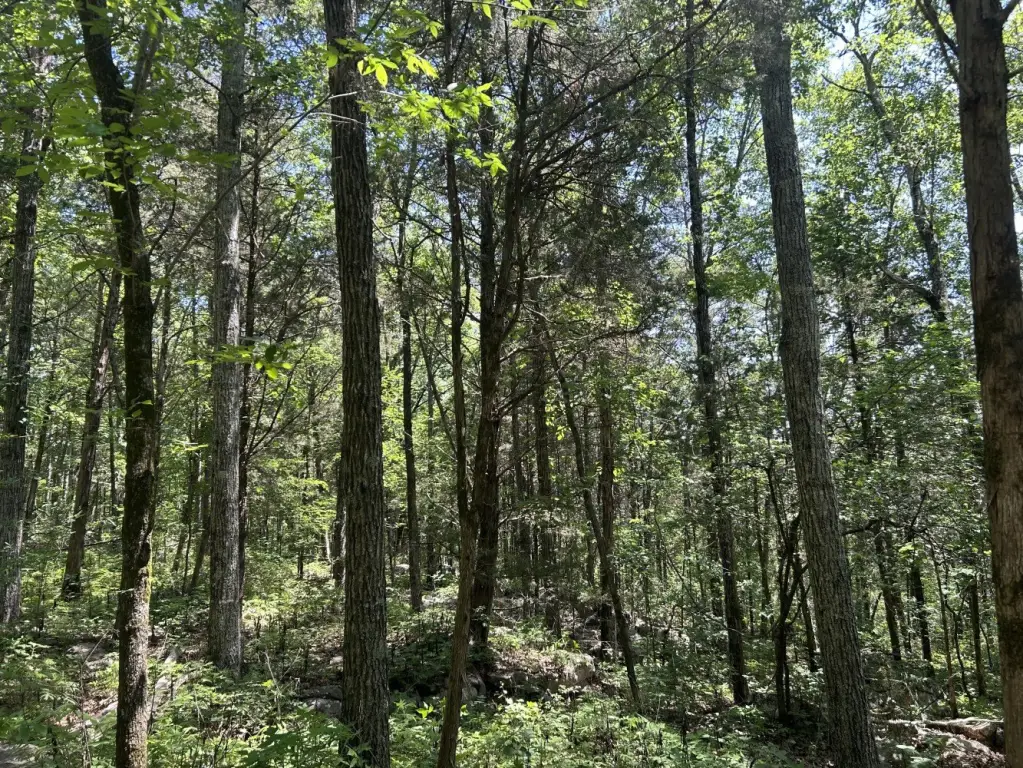 Picture 41