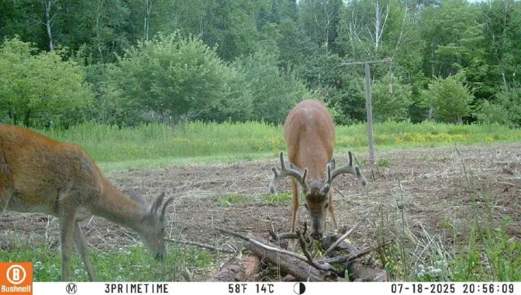 Picture 21