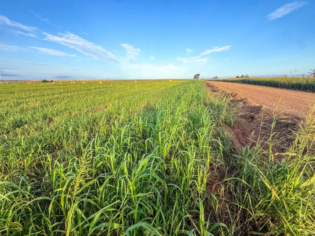 Picture 43