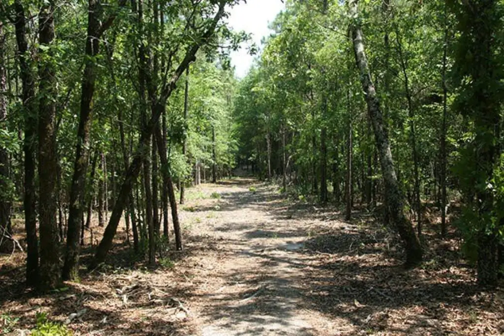 Picture 39