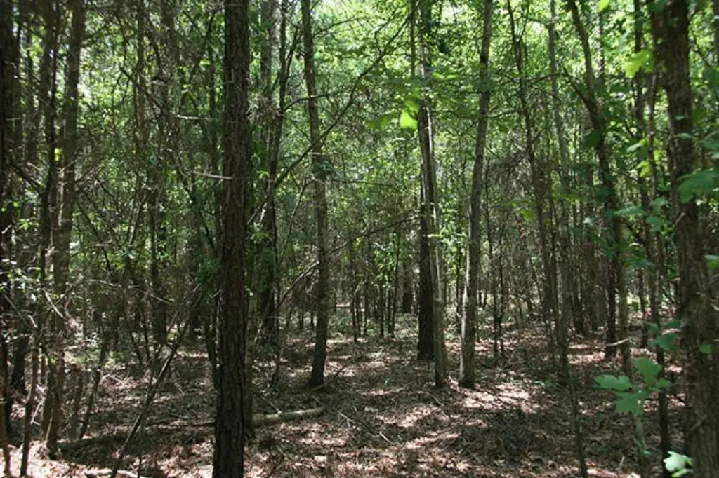 Picture 21