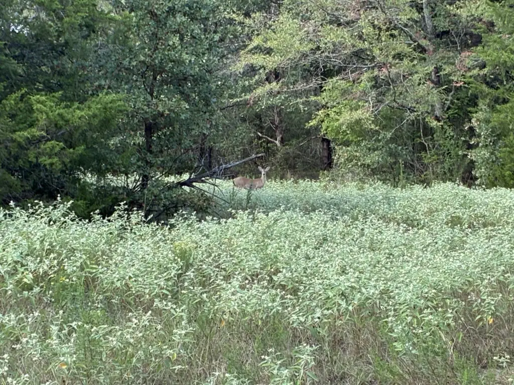 Picture 21
