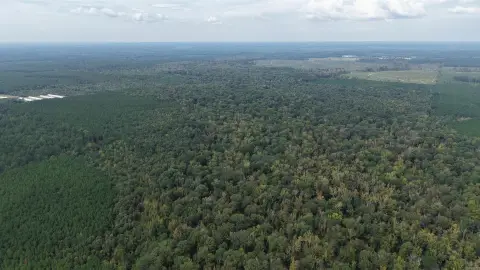 Timber-Rich Acreage with Creek