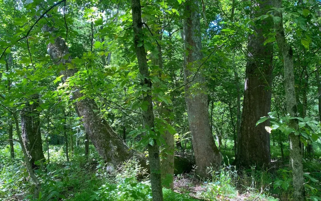 Picture 4