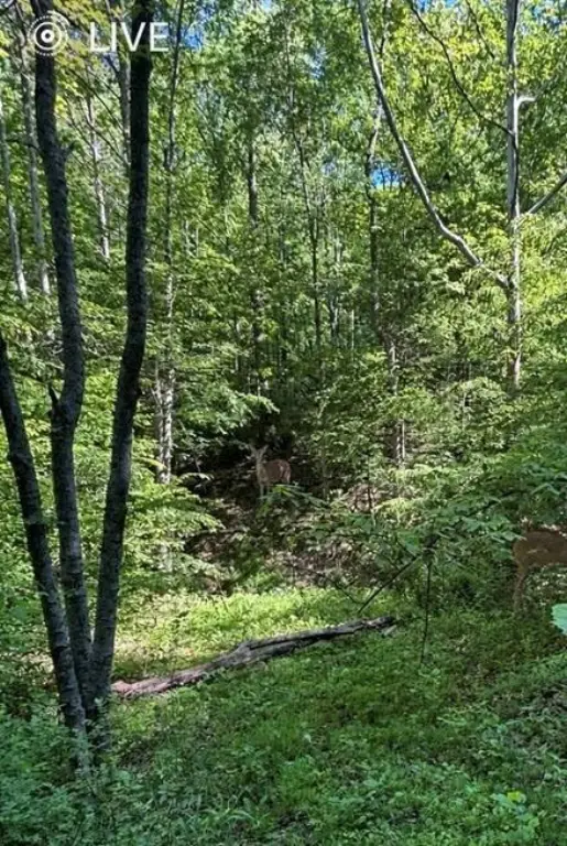 Picture 4
