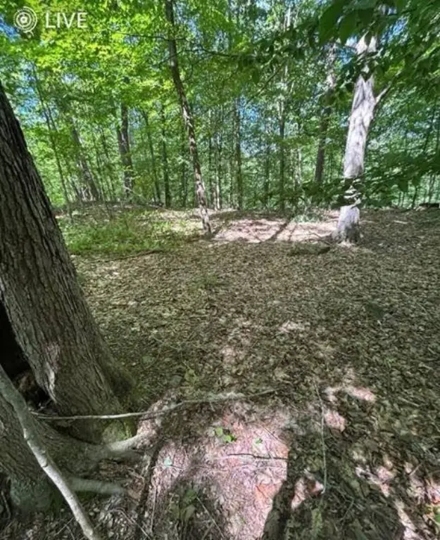 Picture 5