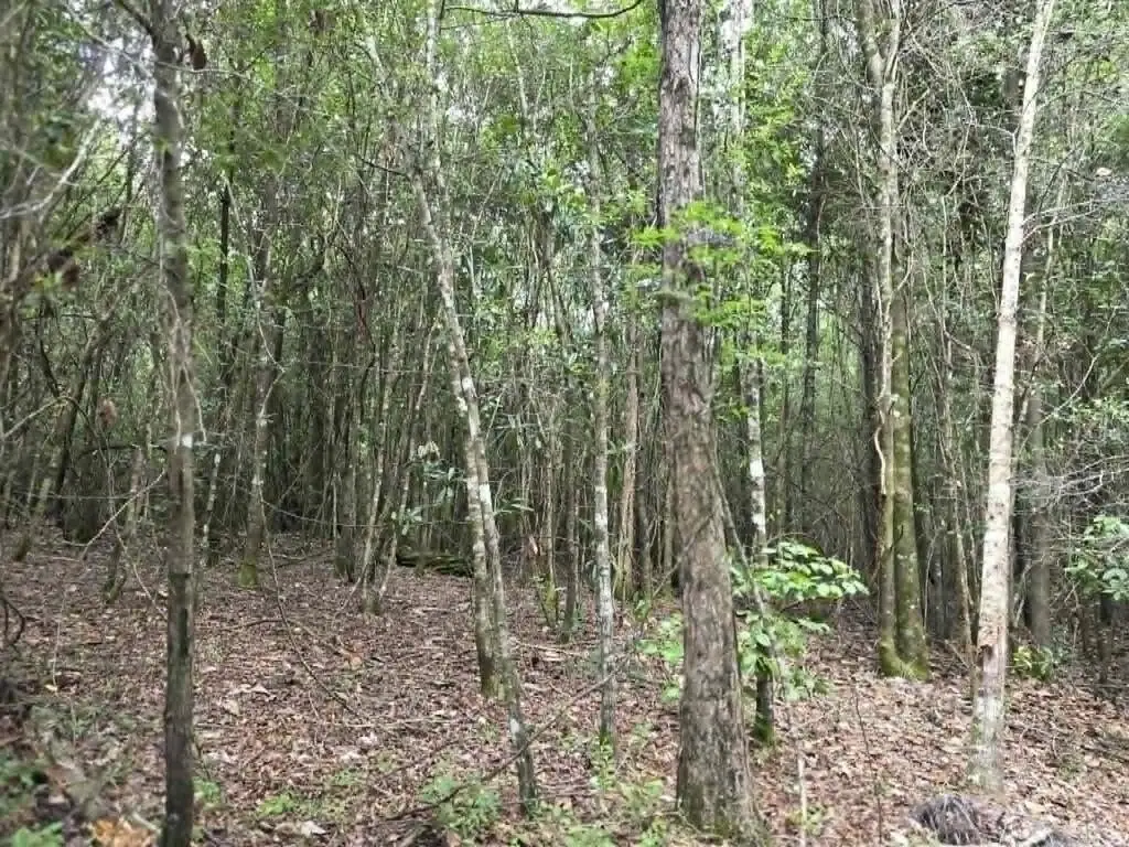 Picture 5