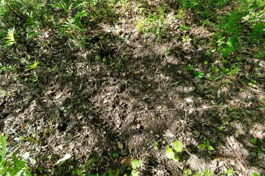 Picture 44