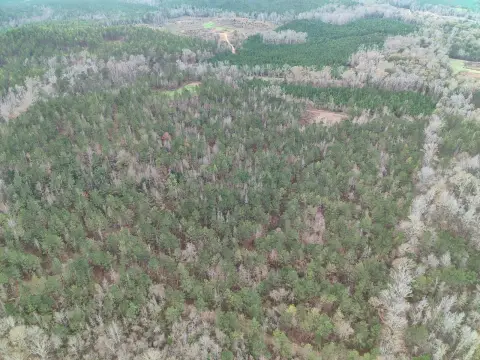 Versatile Acreage Near Thomasville, Alabama