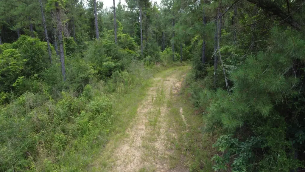 Picture 31