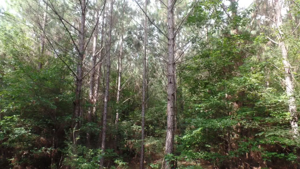Picture 7