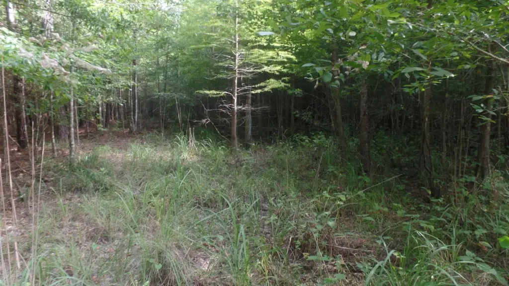 Picture 4