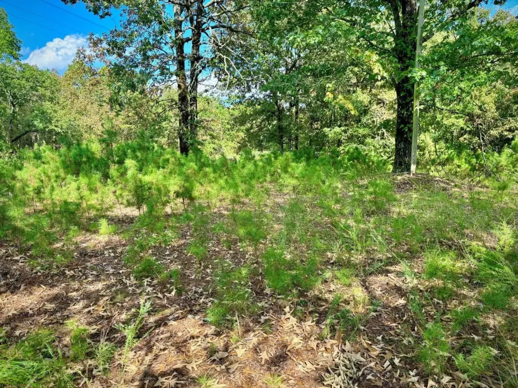 Picture 12