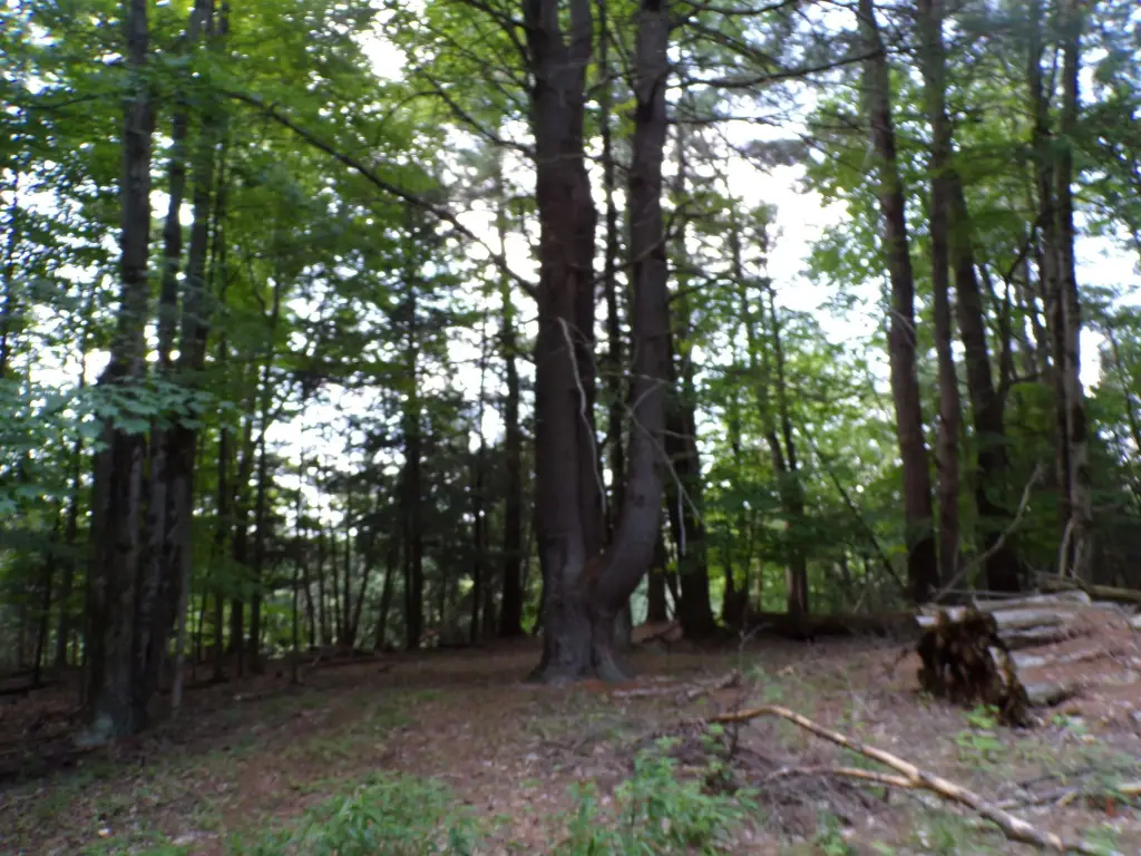 Picture 8