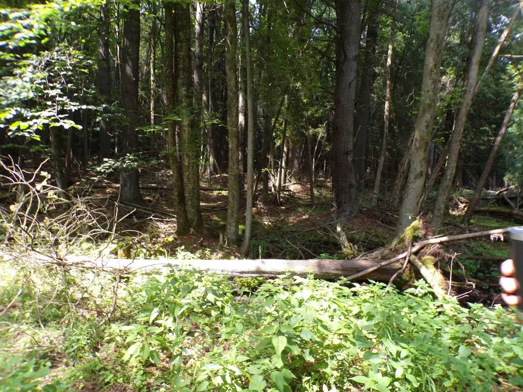 Picture 5