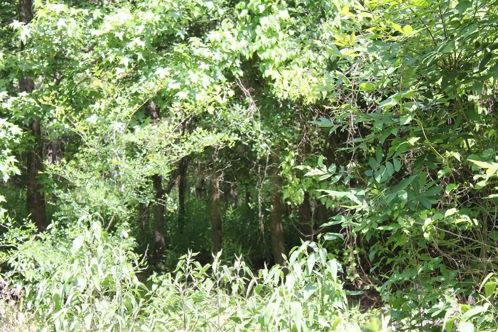 Picture 28