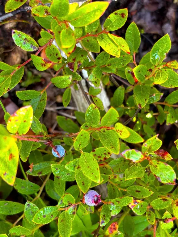 Picture 36
