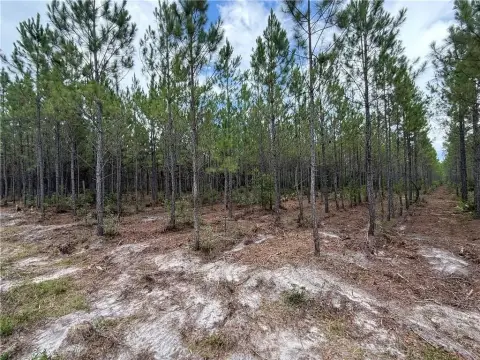 6.37 Acres in Manor, GA