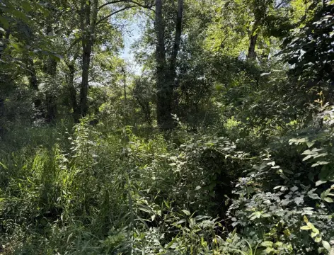Vacant Land Near Delhi, LA