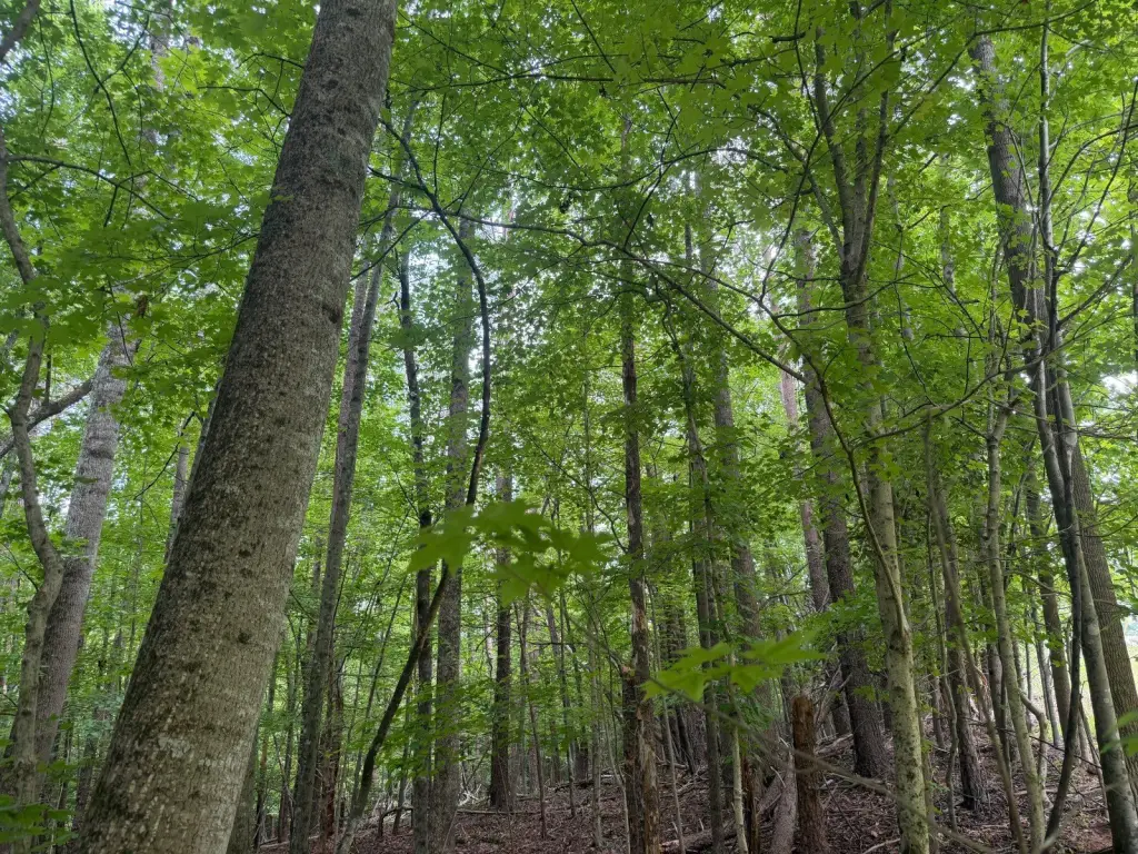 Picture 42