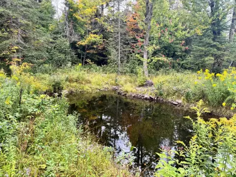 Hunting Land with Cabin Site