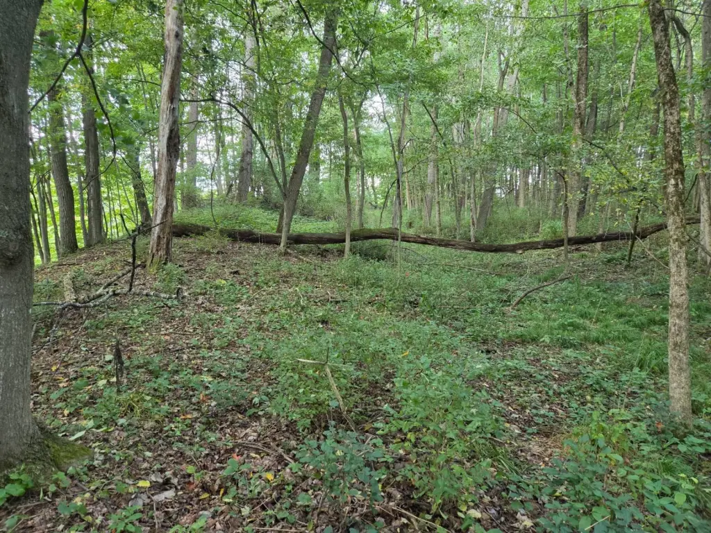 Picture 6