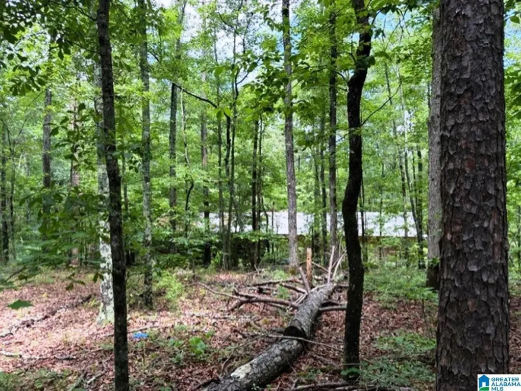Picture 8