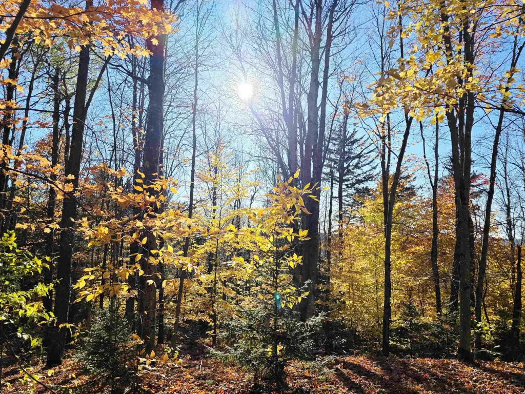 Picture 15
