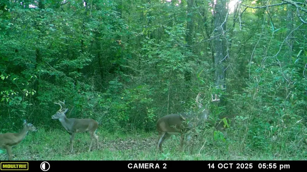 Picture 6