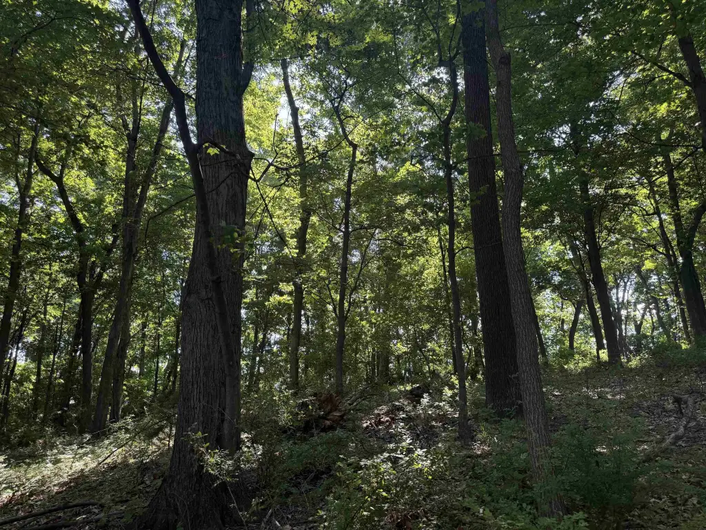 Picture 21