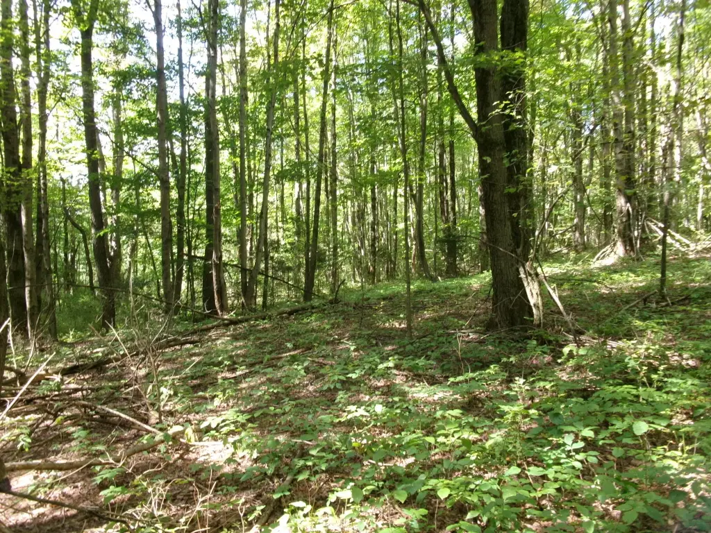 Picture 33