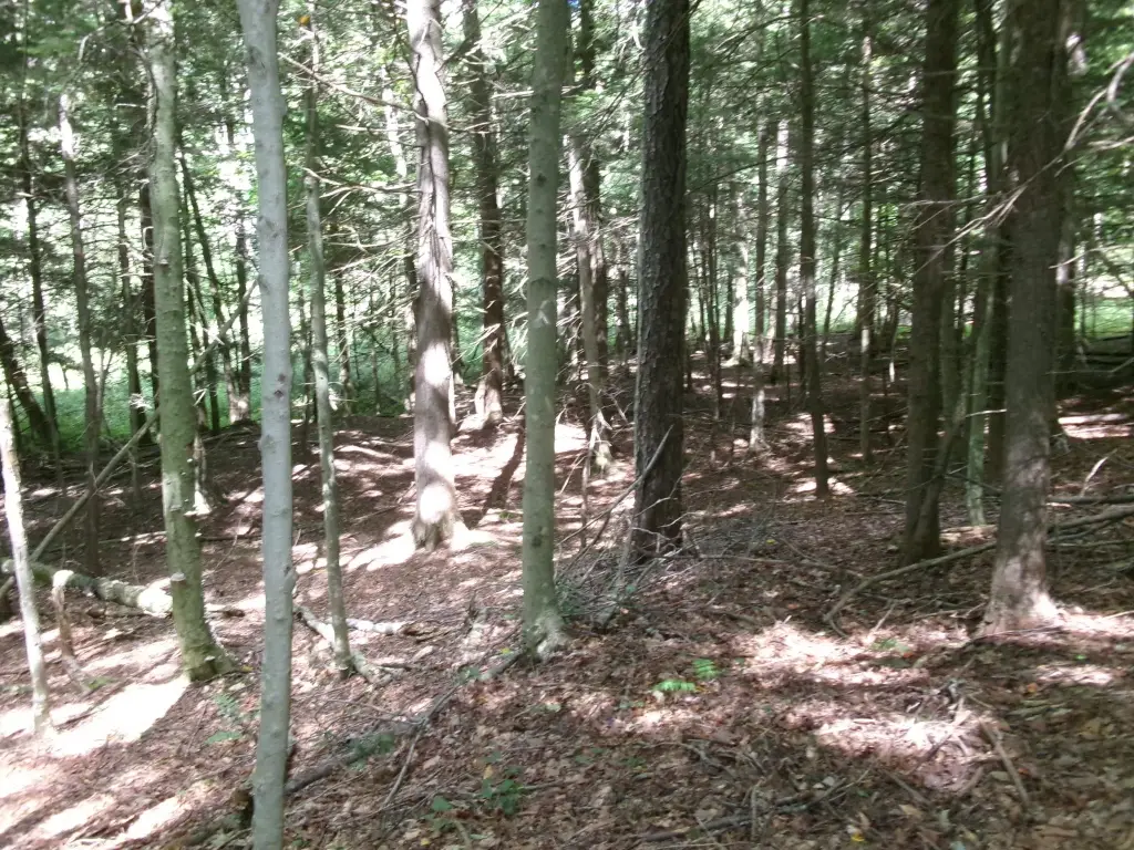 Picture 11