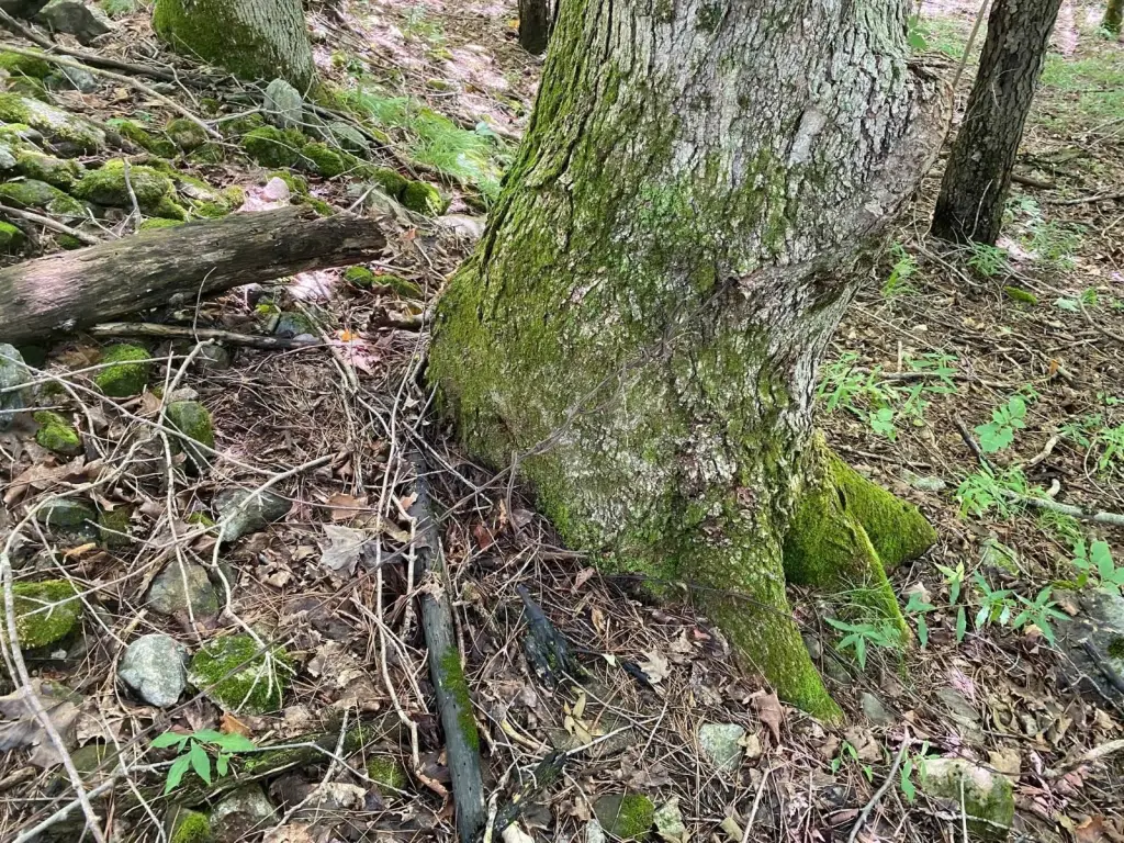 Picture 18