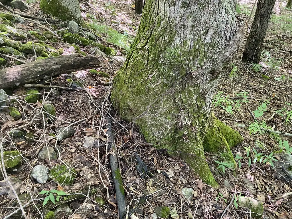 Picture 15