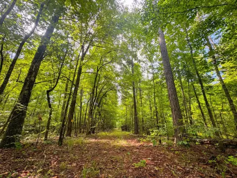 Waterfront Hunting Land with Cabin