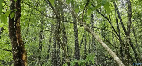 Wooded Acreage in Mentone, Alabama