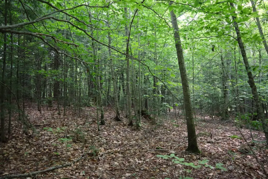 Picture 44