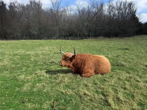 Fenced Hunting & Pasture Land