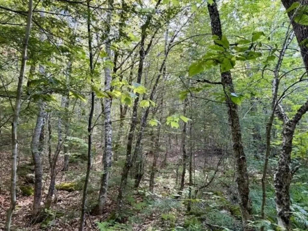 Picture 7