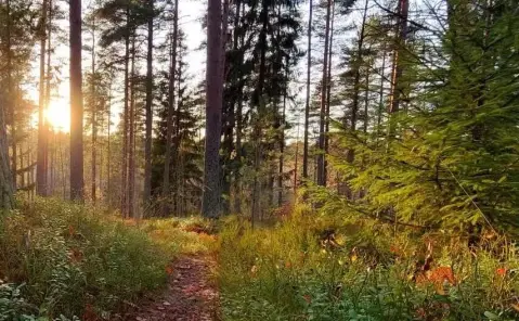 Waterfront Lot in Forest Hills