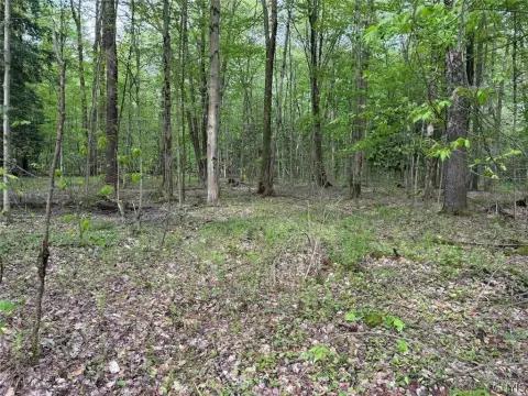 Wooded Hunting Land with Creek