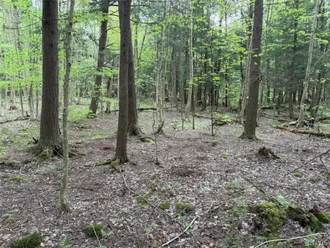 Wooded Hunting Land with Creek